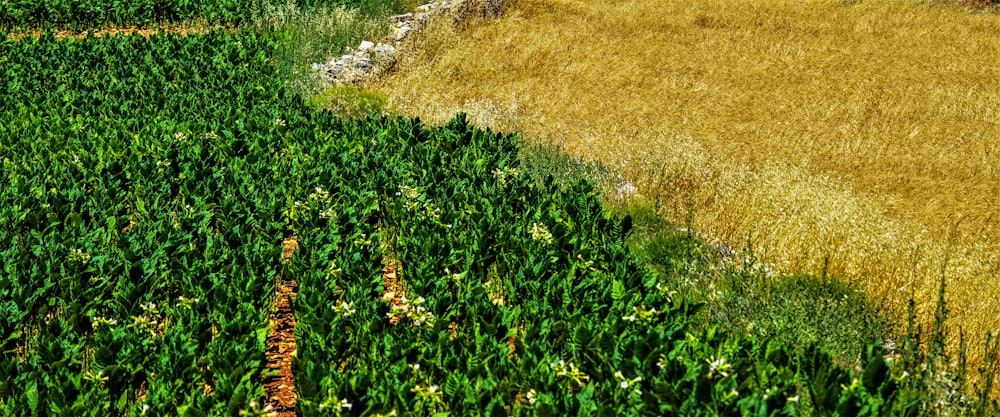 Crop fields from above