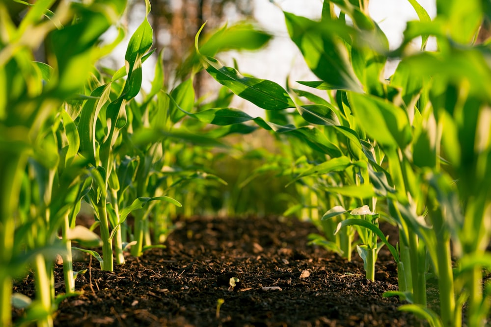 Young crops emerging from soil